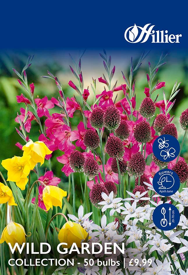 8718641996348 1 Wild Garden Collection R00ZC Hillier 137x247 0093.jpg
